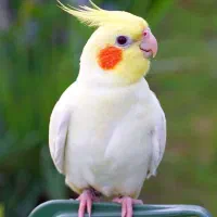 جوجه عروس هلندی لوتینو