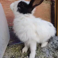 خرکوش خانگی