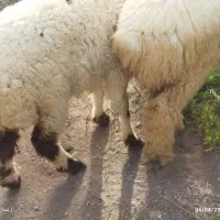 بر ه ماده