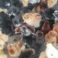 جوجه محلی اصل و جوجه گلپایگانی