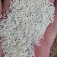 برنج هاشمی محصول خودم|خوردنی و آشامیدنی|تولم شهر, |دیوار