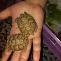 بامزه کوچولو