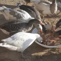 غازجوان|حیوانات مزرعه|دهگلان, |دیوار