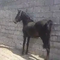 فروشمادیانتکبندی