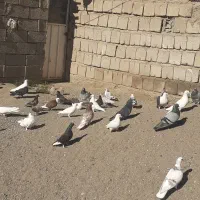 کفتر|پرنده|سراب, |دیوار