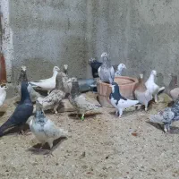 دسته سرور ۱۸تایی|پرنده|ارژن, |دیوار