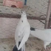 کبوتر سفید کاشونی|پرنده|سامان, |دیوار