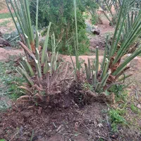 فروش پاجوش نخل  بیش از ۳۰ نوع خرما قیمت هر کیلو 50