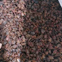 کشمش افتابی|خوردنی و آشامیدنی|مشهد, توس (بلوار توس)|دیوار