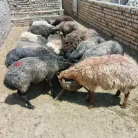 قیمت کیلویی ۴۵۰ میش