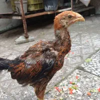 جوجه لاری اصیل|حیوانات مزرعه|رشت, قاسمیه|دیوار