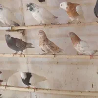 پرنده فروشی تک|پرنده|ابهر, |دیوار