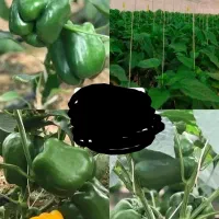 کارگر گلخانه فلفل دلمه ایی