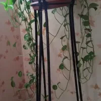 گلدان|گل و گیاه طبیعی|تهران, حصارک|دیوار