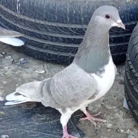 کبوتر پرش|پرنده|نیشابور, شهید بهشتی|دیوار