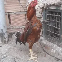 خورس لاری|حیوانات مزرعه|پاکدشت, پاکدشت (مامازند)|دیوار