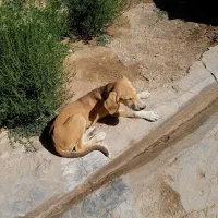 توله پژدر