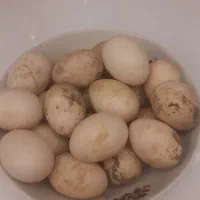 تخم اردک اسرائئلی