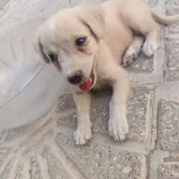 توله سگ|سگ|خورموج, |دیوار