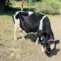 گاو هلشتاین همراه با گوساله ماده هلشتاین