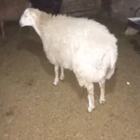 دو عدد بر قوچی فروشی