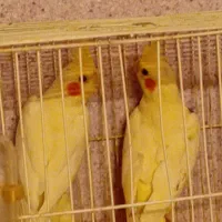 دو عدد عروس مشتی