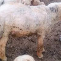 نرمیش داشتی