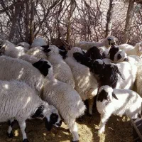 میش وبره|حیوانات مزرعه|بافت, |دیوار