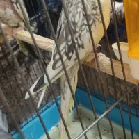 یک جفت عروس هلندی نروماده نر سخنگو با جوجه و تخم