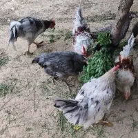 مرغ و خروس آیسبار|حیوانات مزرعه|بیستون, |دیوار