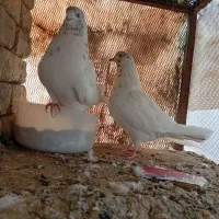 کفتر و جوجه|پرنده|پاکدشت, پاکدشت (مامازند)|دیوار