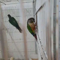 تعدادی گرینچیک نر بالغ|پرنده|قدس, شهرقدس|دیوار