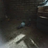 پلاکی درجه یک|پرنده|کارون, |دیوار