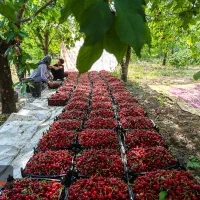 باغ زیبا و پر برکت