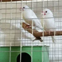 فنچ نرگسی مصری