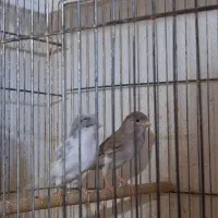 قناری بالغ ماده