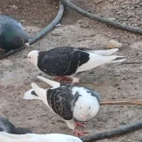 کبوتر دوبر وطوقی کمری|پرنده|اردبیل, |دیوار