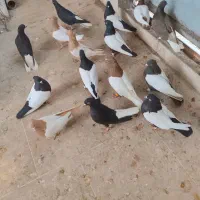 سینه سیاه سینه زرد