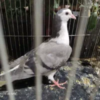 مفلق بدرنگ روزگاری