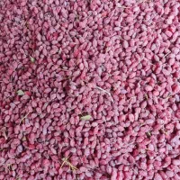 زرشک پفکی|عمدهفروشی|سربیشه, |دیوار