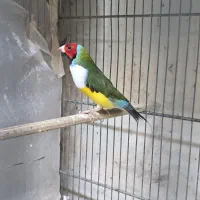 فنچ نر گلدین مست مست