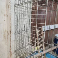 یک عروس هلندی نره بازیگوش