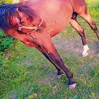 اسب، سواری سر دوم گیر|اسب و تجهیزات اسب‌سواری|لاله زار, |دیوار