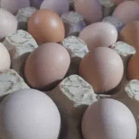 تخم مرغ رسمی