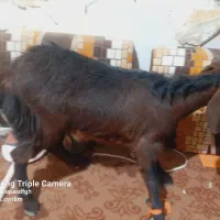 کره(بز)|حیوانات مزرعه|زابل, |دیوار