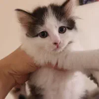 بچه گربه های نر وماده میکس پرشین