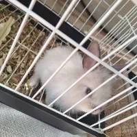 خرگوش کوچولوی خوشگل|موش و خرگوش|نظرآباد, نظرآباد|دیوار