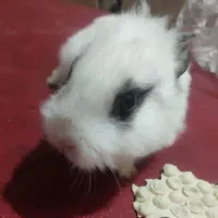 سه تا خرگوش پشمالو