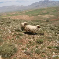 دو عدد قوچ جوان