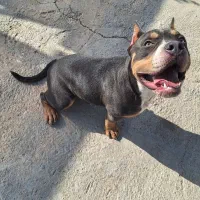 امریکن بولی پوکت(وارداتی)